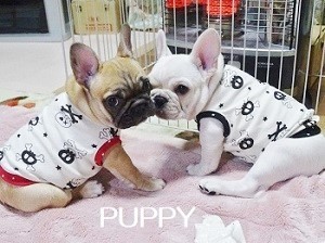 フレンチブルドッグ服・MARUCOCCO - Yahoo!ショッピング