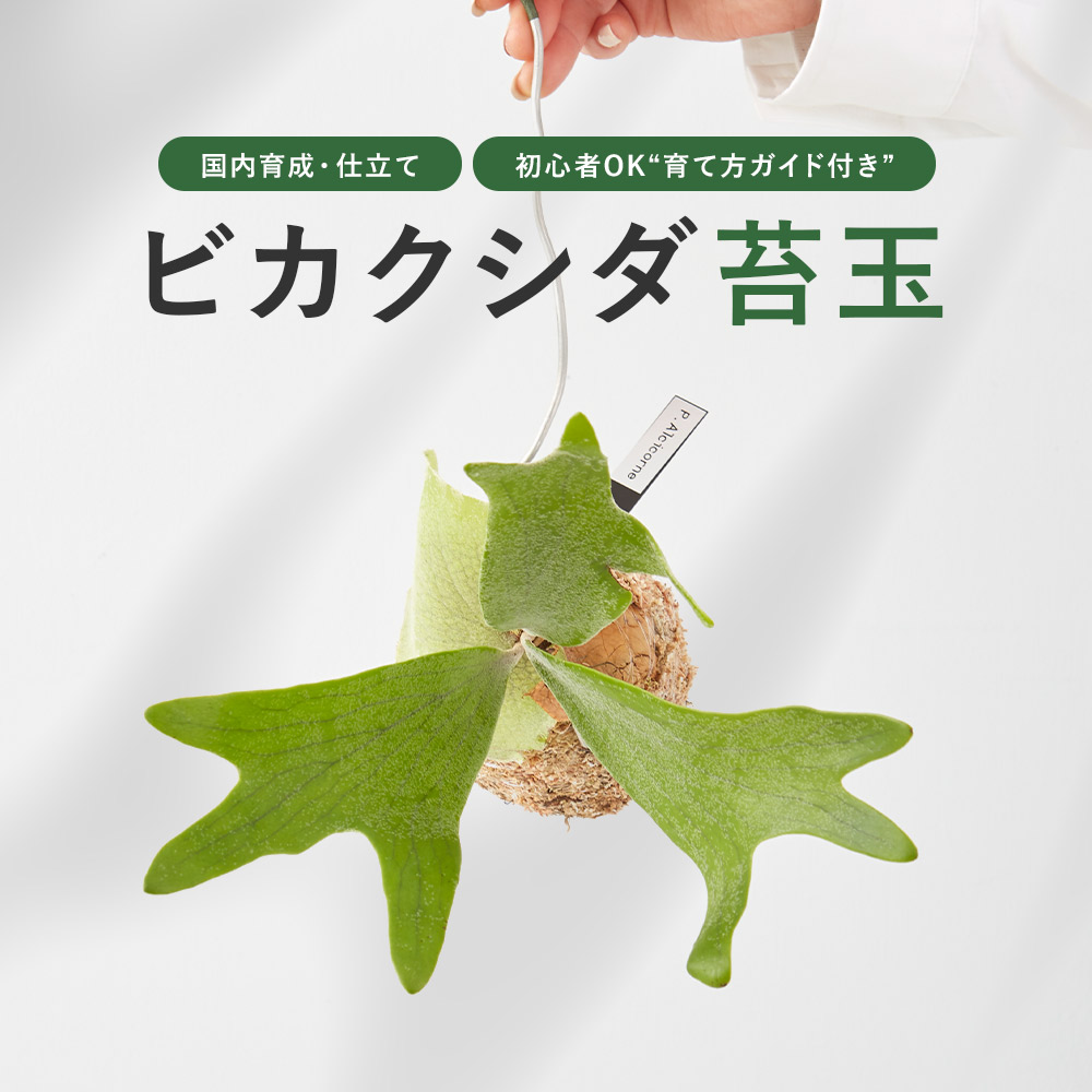 ビカクシダ 苔玉 吊るす 壁掛け 観葉植物 インテリア 丈夫 育てやすい