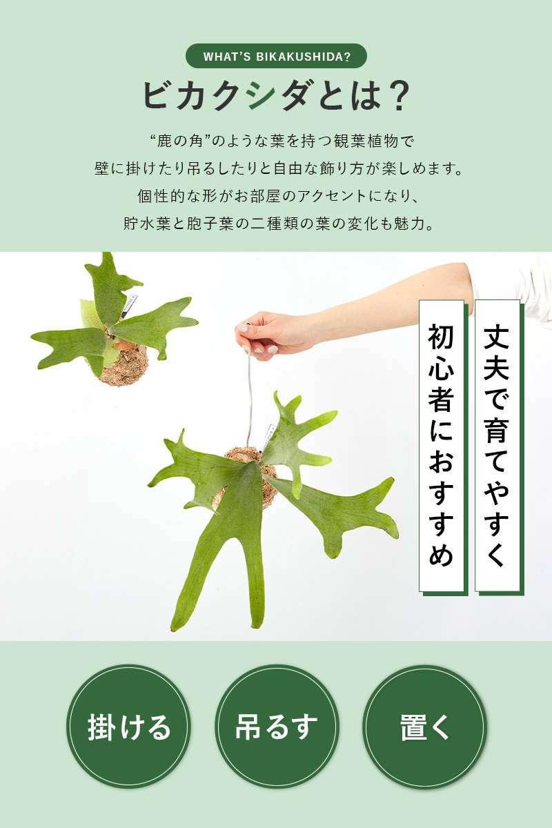 ビカクシダ 苔玉 吊るす 壁掛け 観葉植物 インテリア 丈夫 育てやすい
