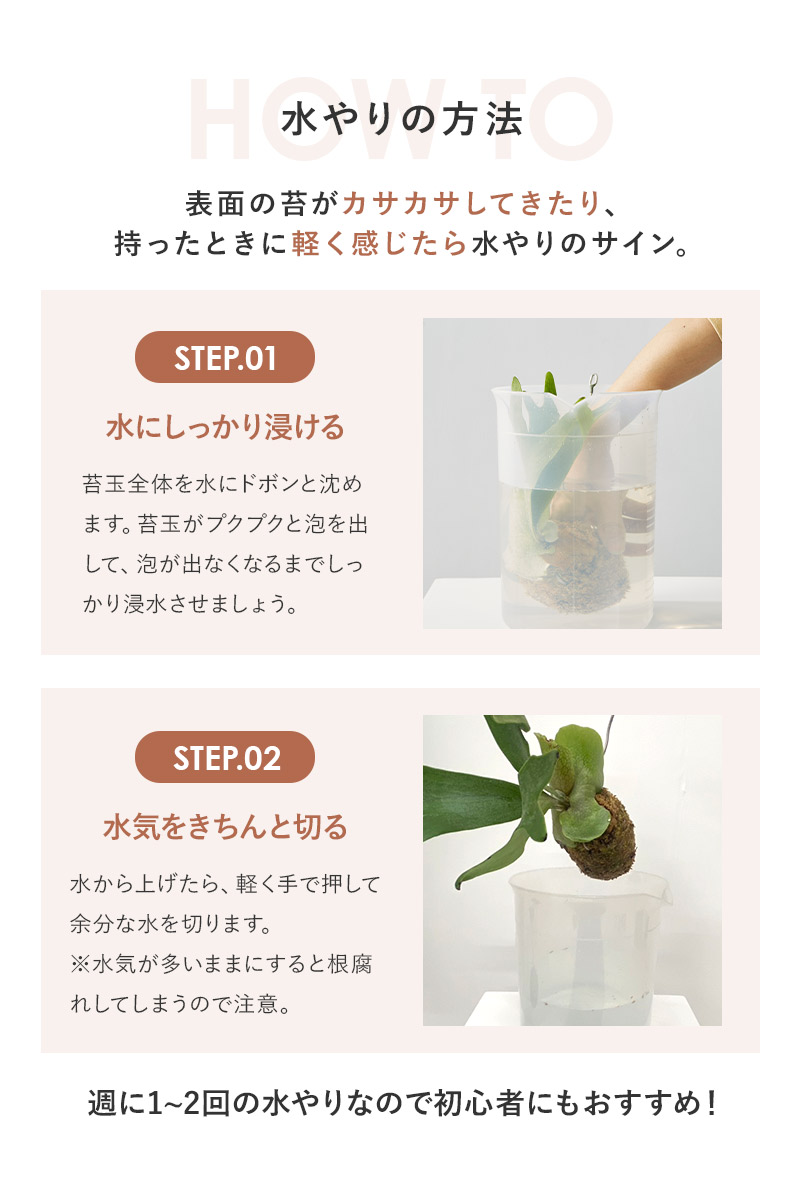 ビカクシダ 苔玉 吊るす 壁掛け 観葉植物 インテリア 丈夫 育てやすい