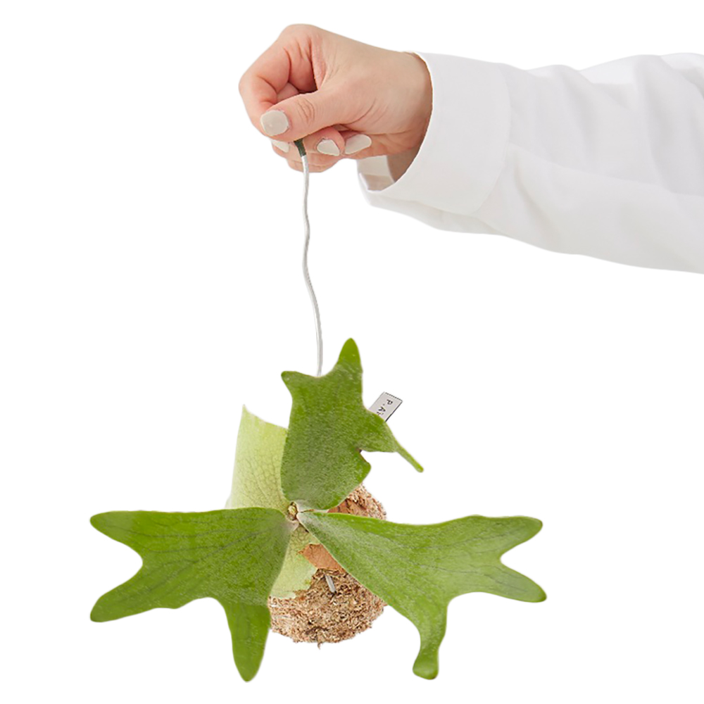 ビカクシダ 苔玉 吊るす 壁掛け 観葉植物 インテリア 丈夫 育てやすい