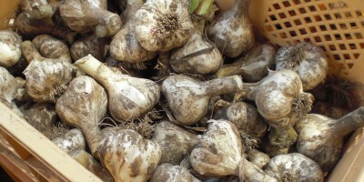 生にんにく 2kg Lサイズ 青森 国産 福地ホワイト六片 送料無料