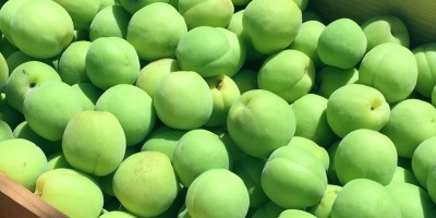 みちのく処わっつど - 青森県産豊後梅｜Yahoo!ショッピング