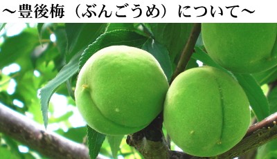 みちのく処わっつど - 青森県産豊後梅｜Yahoo!ショッピング