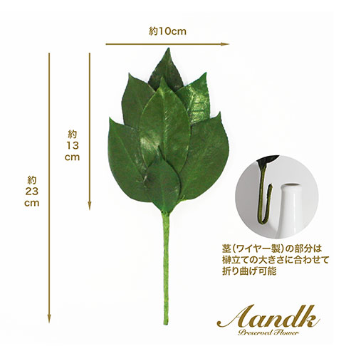 A&K プレミアム榊 丹波産高級椿葉使用 SSサイズ SKK-007SS /l |  | 02