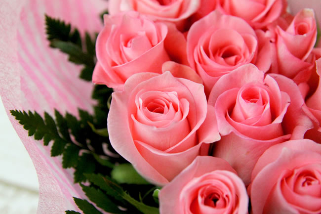 すべての美しい花の画像 最高薔薇 ピンク 画像