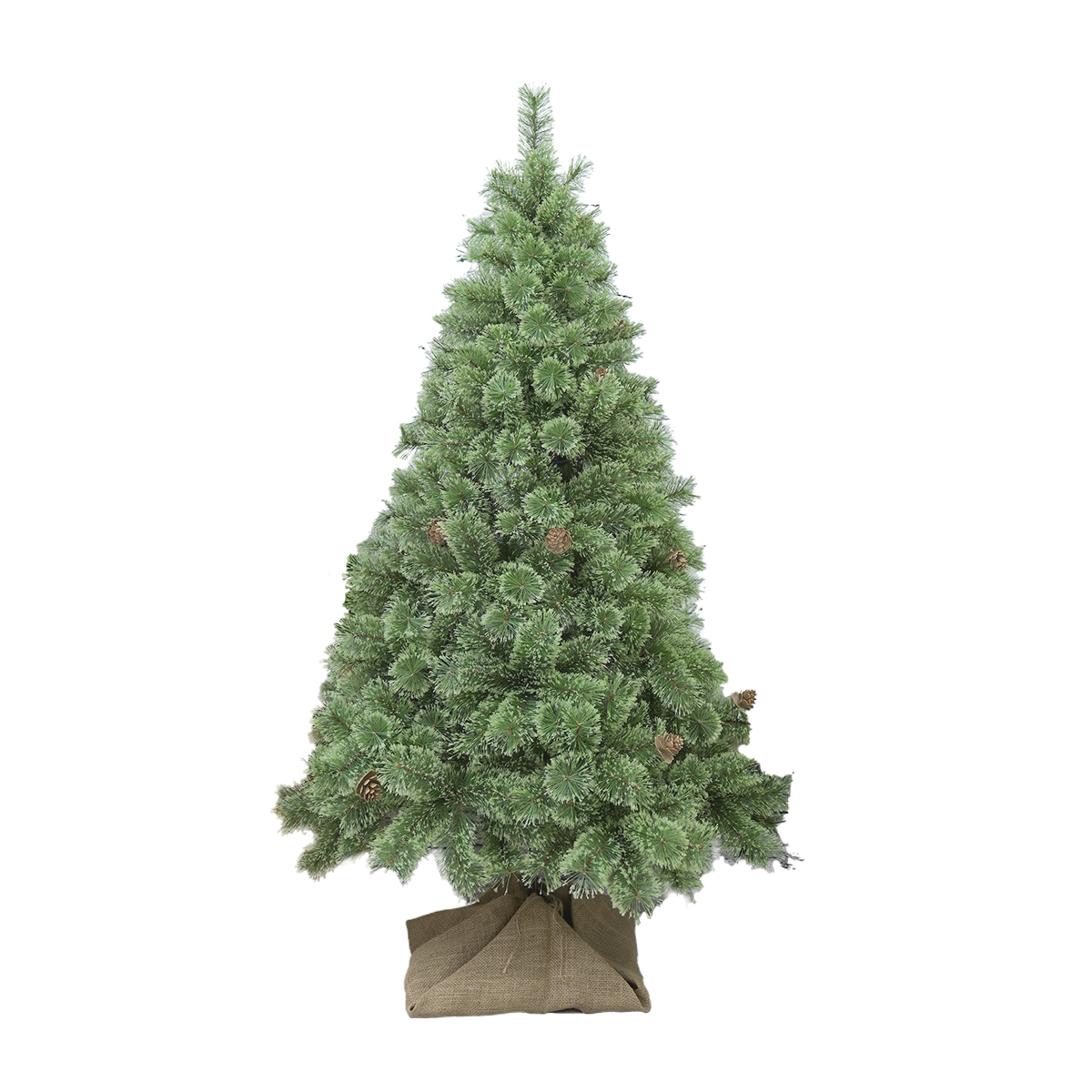 モミの木 本物（苗木、植木） | 花、ガーデニング のおすすめ人気商品