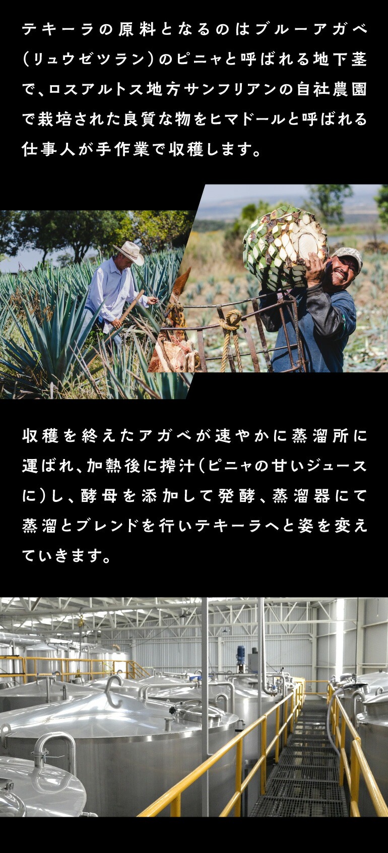 カヴアガベ テキーラ