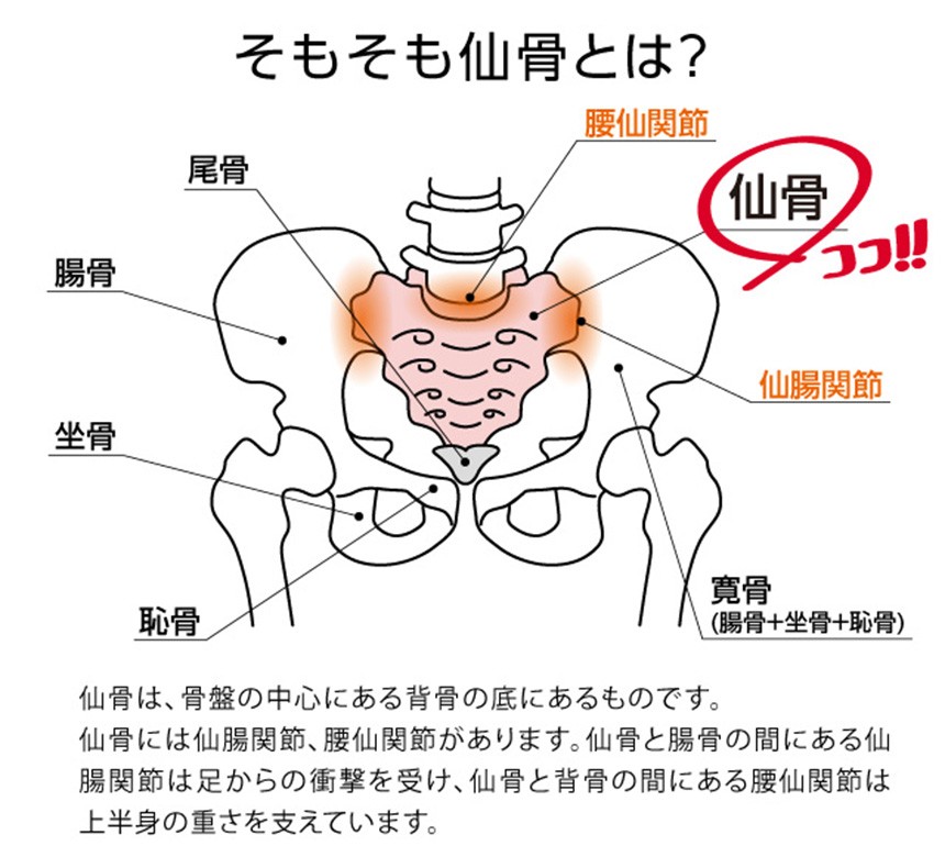 ストレッチグッズ 腰 腰 リラックス 腰痛 仙骨 仙腸関節 ほぐし ぽっこりお腹 肩甲骨 肩こり 背中 プロイデア 腰痛対策 座骨神経痛 産後 コシレッチ 暮らしの幸便 通販 Yahoo ショッピング