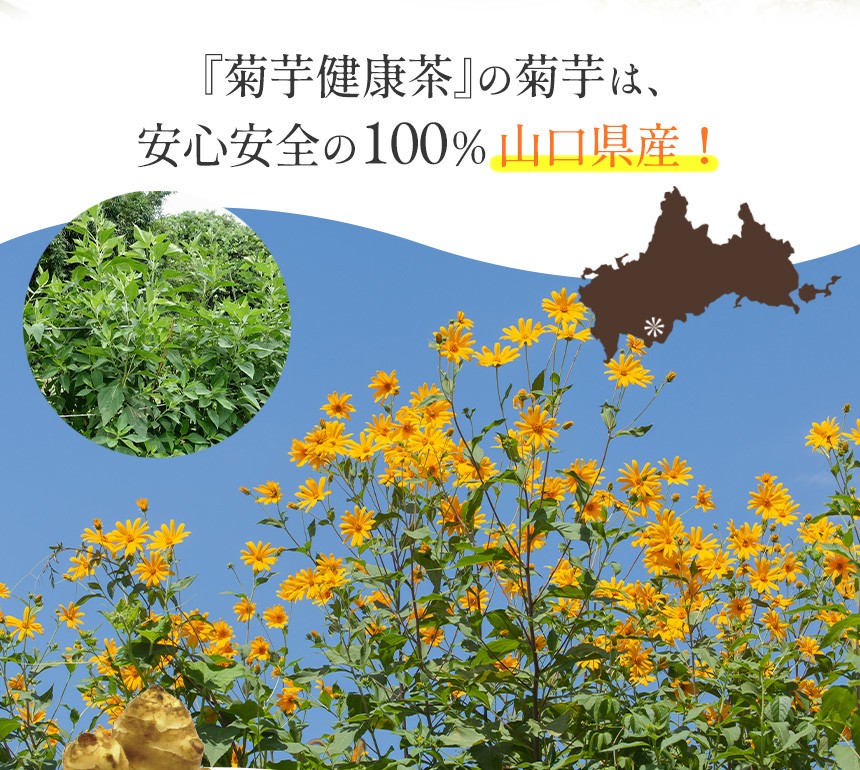 【山口県産】菊芋健康茶