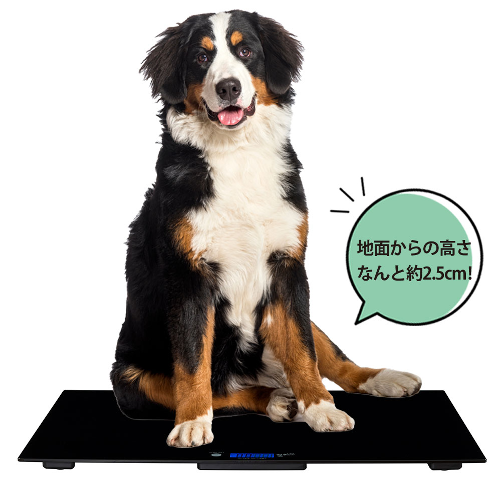 ペットくんBIG 大型犬 体重計 ペットスケール ペット君 BIG ビッグ 大型ペットスケール 100g単位 最大100kg ビッグペットくん :  79639 : アイデア雑貨1000点以上MONO生活 - 通販 - Yahoo!ショッピング