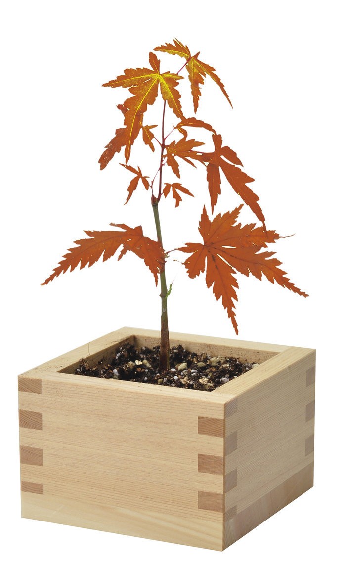 聖新陶芸 GD-84603 ソダテマス 盆栽栽培セット もみじ 観葉植物