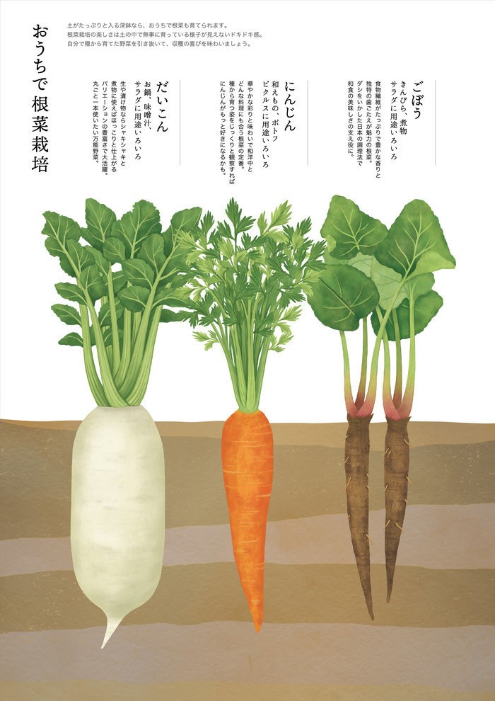 おうちで根菜栽培セット だいこん 観葉植物 ギガランキングｊｐ