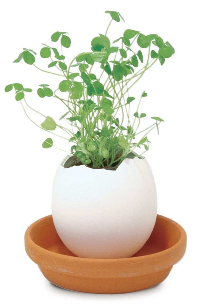 聖新陶芸 EG-5705 エッグリング クリアパッケージ クローバー 観葉植物