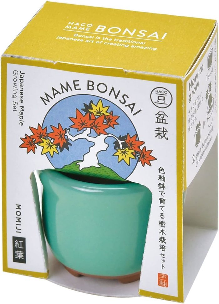 聖新陶芸 GD-96503 HACO MAME 盆栽栽培セット 紅葉 植物栽培セット 母