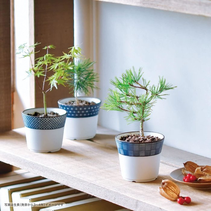 聖新陶芸 GD-45204 染付小紋 盆栽栽培セット 赤松 植物栽培セット 母の