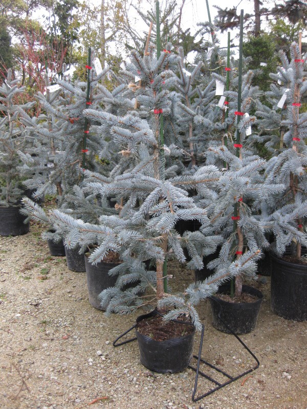 云杉,高80厘米内外/プンゲンストウヒ99ホプシー/コニファー-日本购