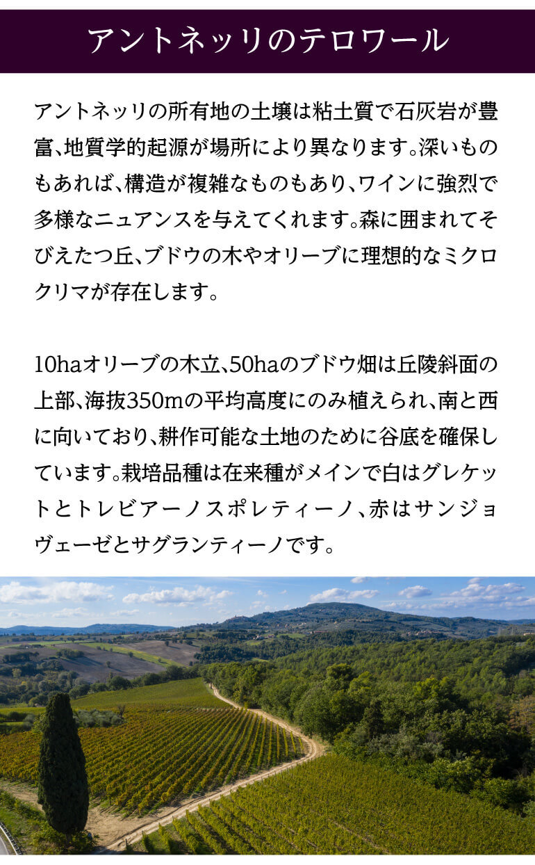 税込】 ソンデューボー、エルセーヌ、桑の葉抽出物加工食品Y.N 