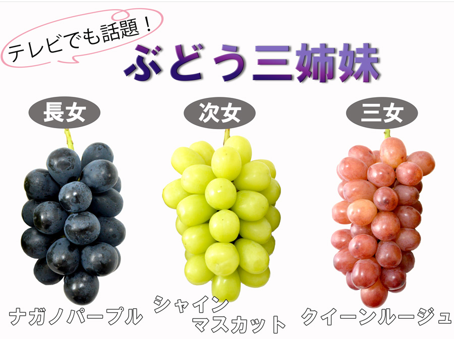 信州 須坂(すざか)産 ぶどう三姉妹 食べ比べセット ナガノパープル
