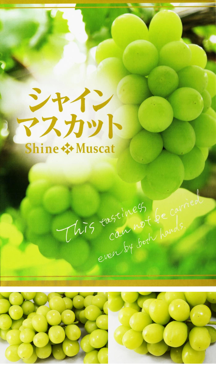 信州 須坂(すざか)産 シャインマスカット2房 ナガノパープル2房 合計4