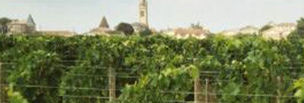 シャトー ペトリュス 2019 AOCポムロール シャトー元詰(ムエックス家