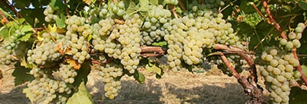 シャブリ グラン クリュ 特級 ラ ムートンヌ モノポール 2019 ドメーヌ