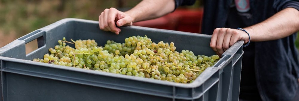 アルザス ピノ ノワール ヴィエイユ ヴィーニュ ジェラール メッツ