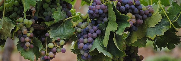 G.S.M 2022年 ブルーノ・ティエリー 750ml フランス ローヌ 赤ワイン