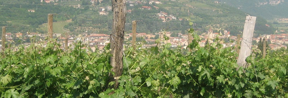 チ・シャルドネ 2024年 アルファ・ゼータ 750ml (イタリア 白ワイン)