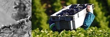 得価日本製 クロ・ド・ヴージョ （フランス・赤ワイン） うきうきワインの玉手箱 - 通販 - PayPayモール グラン・クリュ 2002年 ドメーヌ・モンジャール・ミュニュレ AOCクロ・ド・ヴージョ特級 100%新品