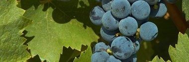 カステル デル モンテ ロゼ 2022年 リヴェラ社 （イタリア ロゼワイン）