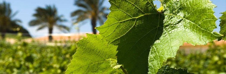 フェウド アランチョ ロザート 2024 正規 ロゼワイン ワイン 辛口 750ml Feudo Arancio Rosato 2024 IGT Sicilia