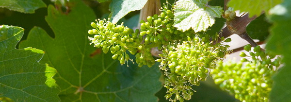 ピースポーター ミヒェルスベルク 2023年 クロスター醸造所元詰 ドイツ 白 甘口ワイン 