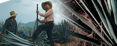 【正規品】クエルボ 1800 アネホ スーパー プレミアム テキーラ 750ml 40%