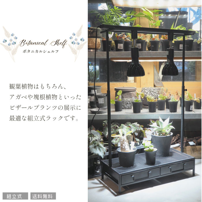 ボタニカルラック（観葉植物&多肉植物用） タモ材使用 ボタニカルラック（観葉植物&多肉植物用） タモ材使用 【楽天