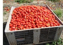 スピガドーロのトマト収穫風景