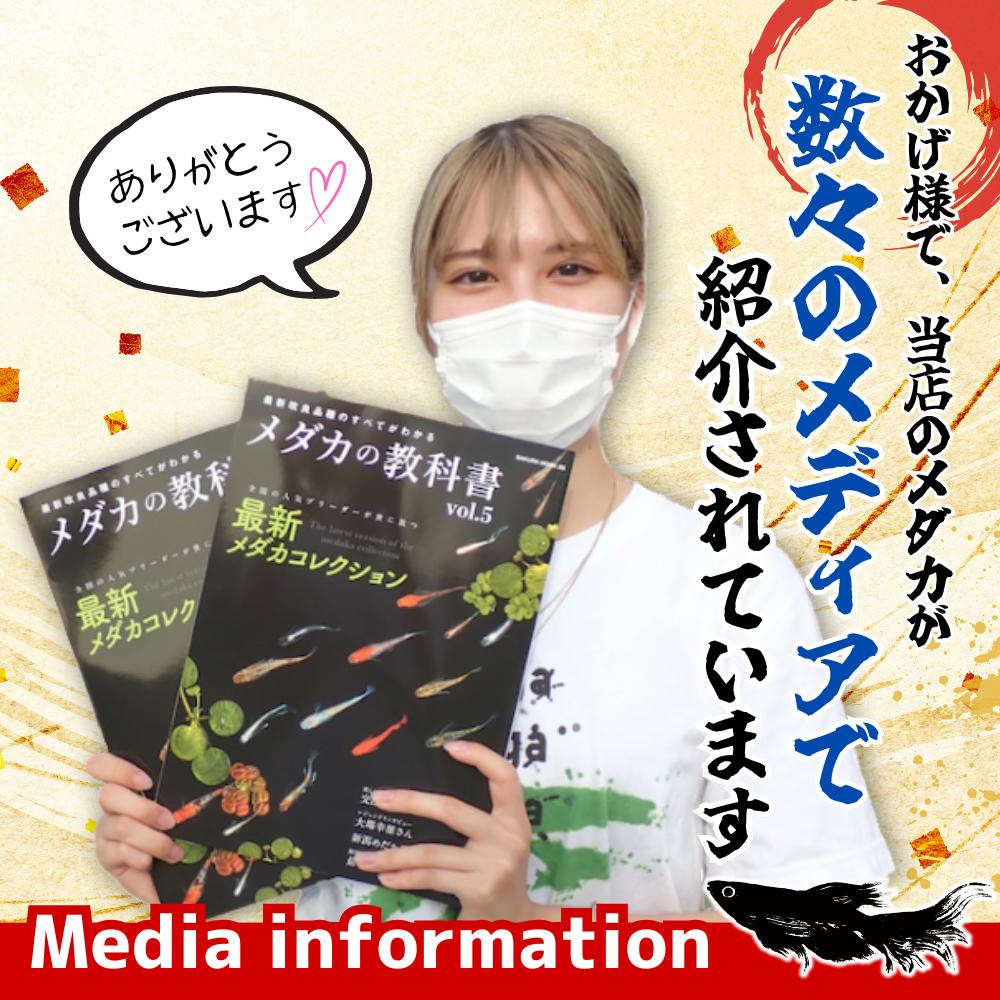 成魚5匹】メダカ 蕾華（つぼみ）【めだか】ツボミ 生体 観賞魚 ゾウリムシ ミジンコ PSB と同梱可能 生クロレラ同梱不可 :  tubomiseigyo5 : 高級メダカworld green aquarium - 通販 - Yahoo!ショッピング