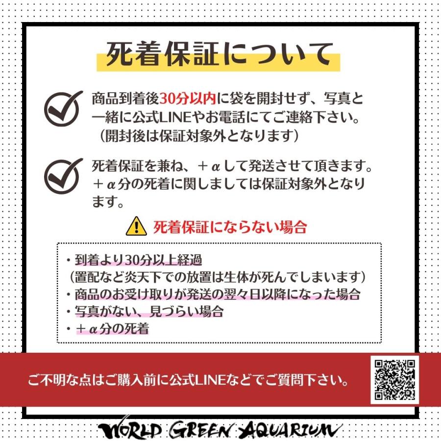 稚魚10匹】メダカ エメキン【めだか】マリアージュキッシングワイドフィンエメラルドフィンタイプ 目高 生体 ミジンコ ゾウリムシ PSB と同梱包可能  : maritigyo10 : 高級メダカworld green aquarium - 通販 - Yahoo!ショッピング