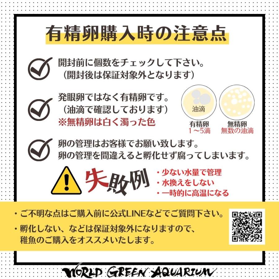 【有精卵5個】メダカの卵 深海【めだか】目高 生体 深海メダカ 観賞魚 たまご ゾウリムシ ミジンコ PSB と同梱可能 生クロレラ同梱不可 |  | 09