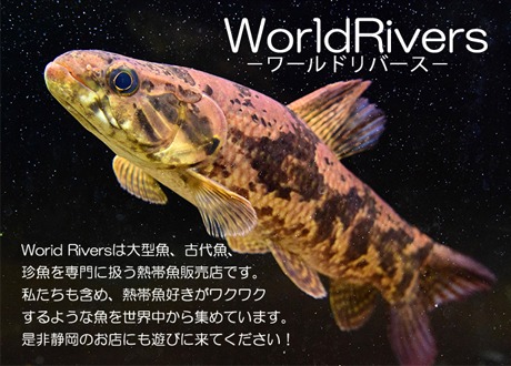 WORLD RIVERS net - Yahoo!ショッピング