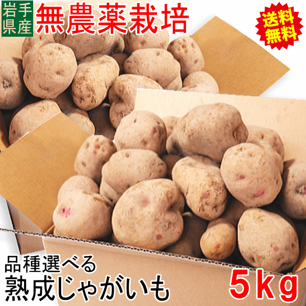 じゃがいも 5kg 送料無料 AB品混合 岩手県産 無農薬栽培 ジャガイモ 訳あり 男爵 キタアカリ 5キロ