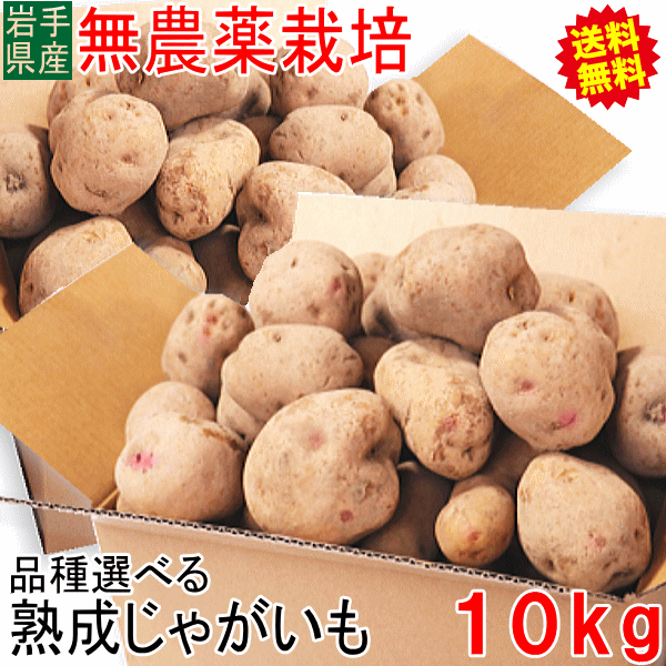 じゃがいも 10kg【送料無料】AB品混合 岩手県産 無農薬栽培 ジャガイモ 訳あり 男爵 キタアカリ 10キロ