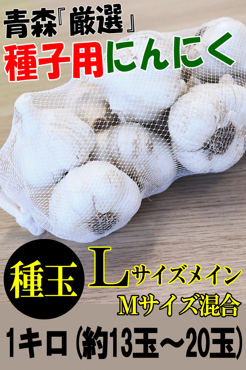 種用にんにく 青森 にんにく 種玉 1kg (約13玉-20玉前後) Lサイズメイン Ｍサイズ混合【種用/ニンニク/種子/福地ホワイト六片種】