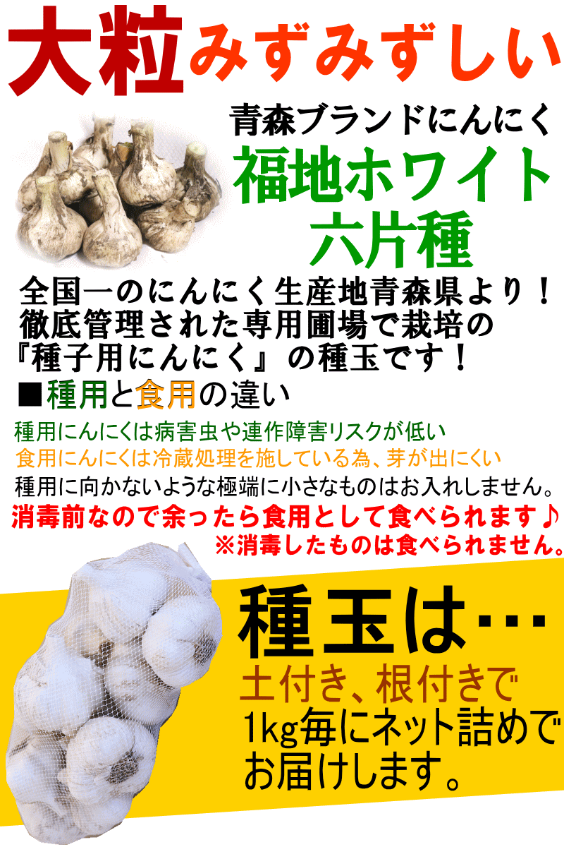 種用にんにく 青森 にんにく 種玉 1kg (約13玉-20玉前後) Lサイズメイン Ｍサイズ混合【種用/ニンニク/種子/福地ホワイト六片種】