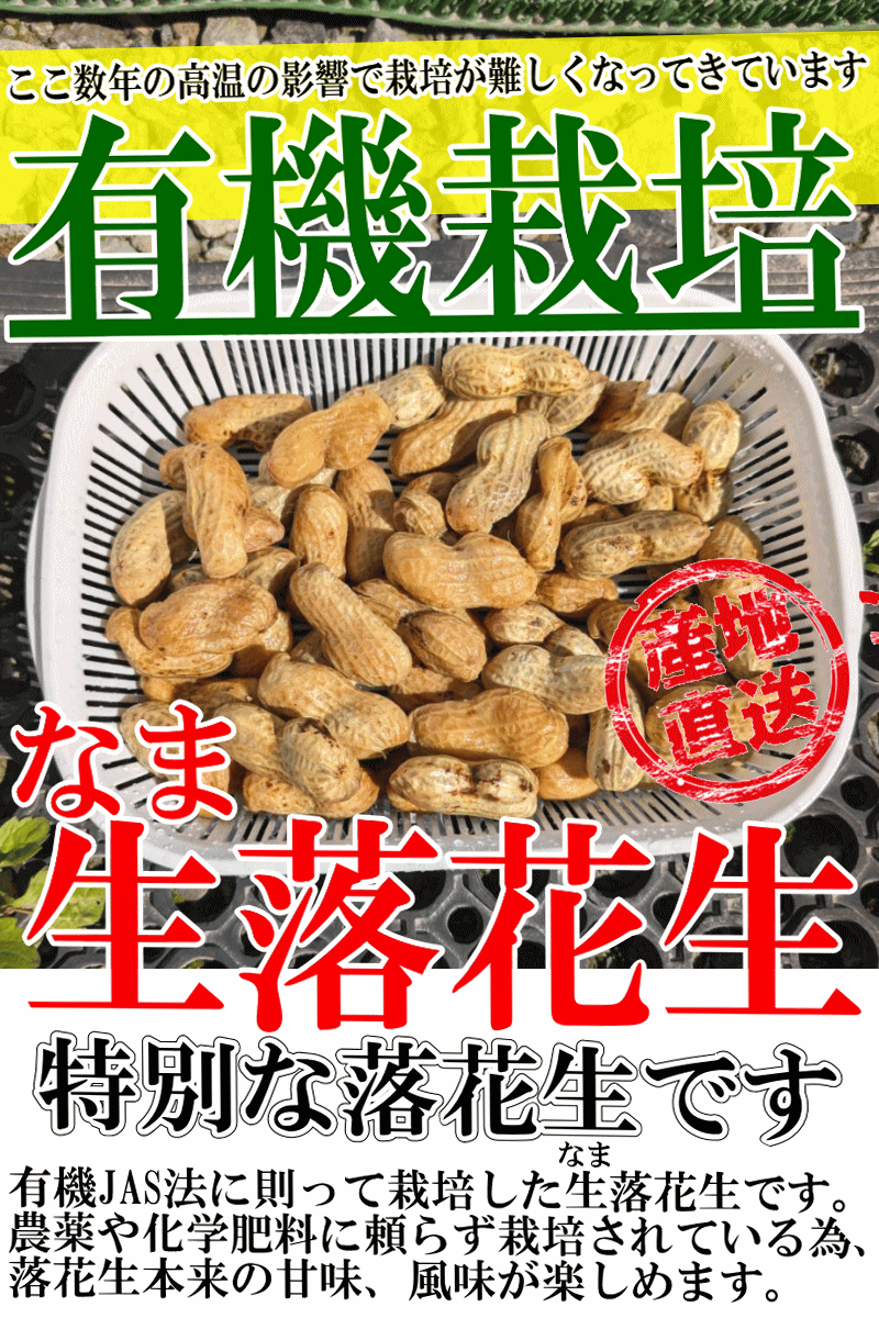 2kgで2980円!即日発送☆ピーナッツ 生落花生 1kg 千葉産 おお 2kgで2980円!即日発送☆ピーナッツ 生落花生 1kg 千葉産 おお