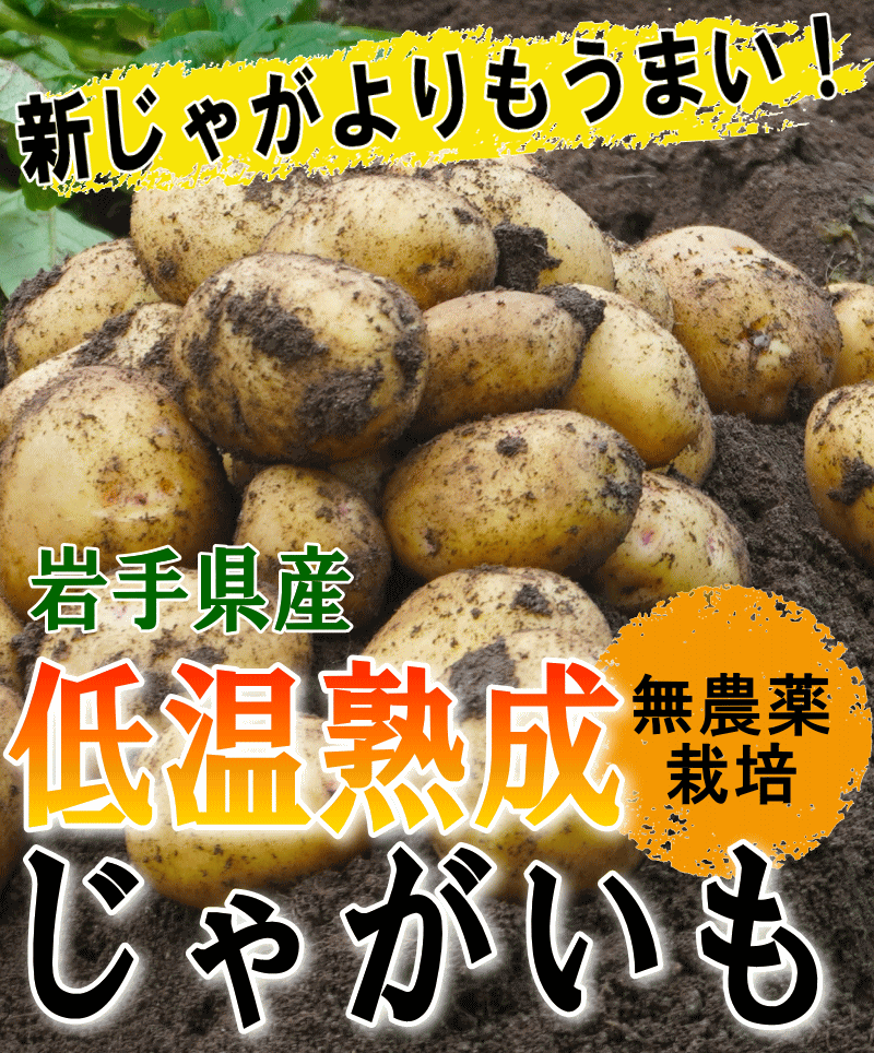 じゃがいも 訳あり 10キロ