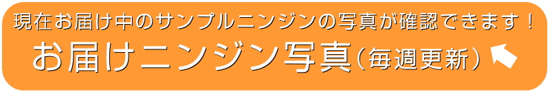 発送中にんじんのサンプル写真