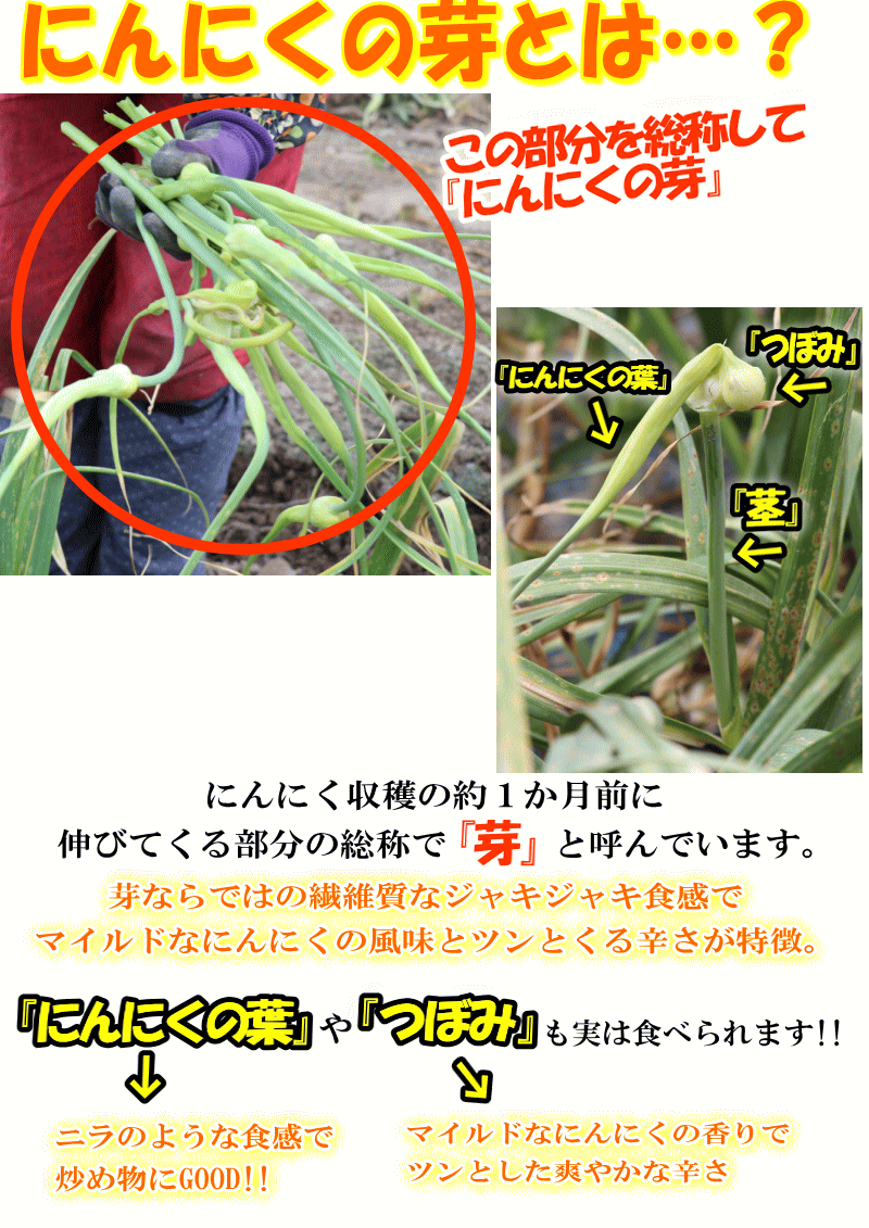 にんにくの芽とは