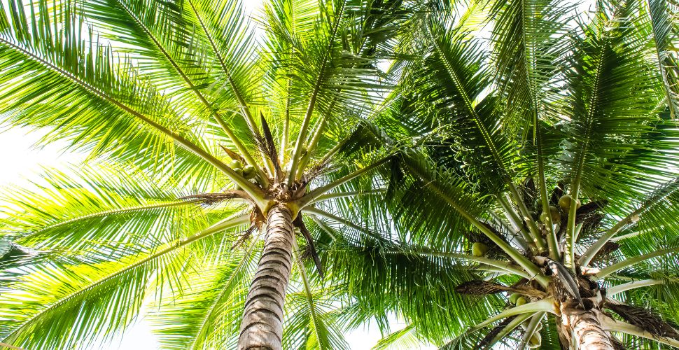 ダブル・ディスティルド・アラック（ボトル画像2）