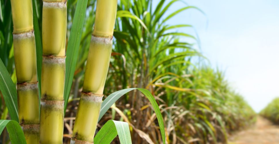 ラオカオシルバー ライフスタイル写真